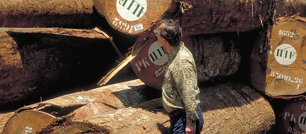 illegally logged tropical timber Stacks of illegally logged tree trunks