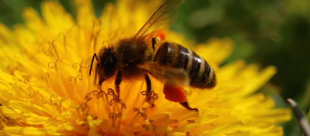 Neonicotinoids are a threat to bees