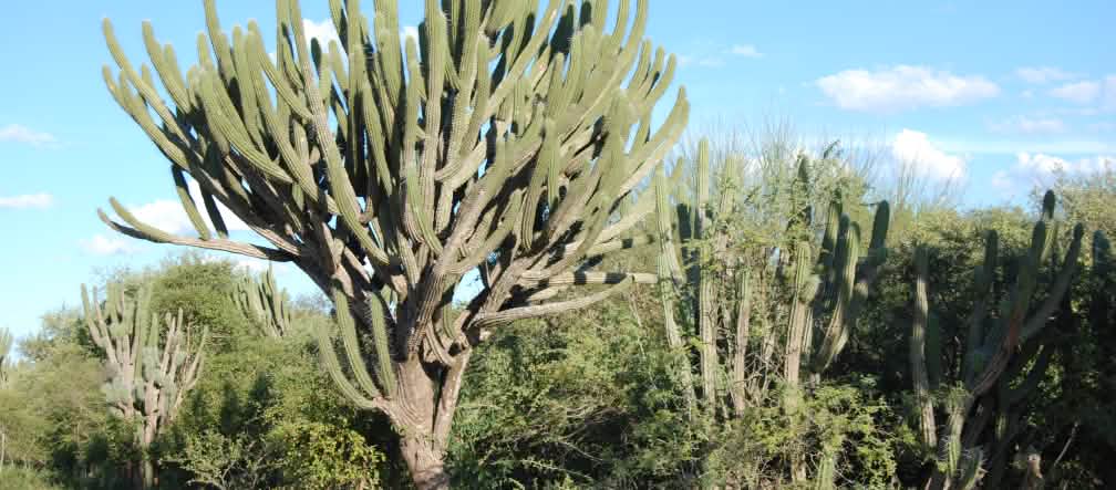 Not something for the windowsill: tree-high cacti in the Chaco Typical vegetation of the Chaco with numerous cacti and shrubs adapted to drought. In the center of the picture, a huge cactus with a thick trunk and numerous branches