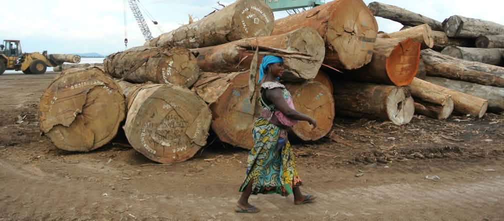 Logging – much of it illegal – is driving the destruction of the Congo Basin Logs in the harbor of Kinshasa