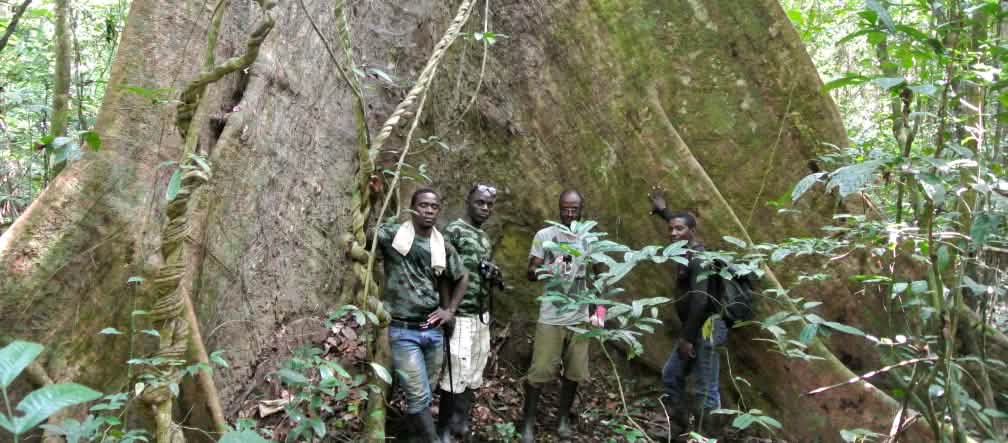 Ancient forest giants can be found in Liberia's Sapo National Park Wild Chimpanzee Foundation (WCF) staff and Eco-Guards posing in front of an ancient tree in Sapo National Park, Liberia