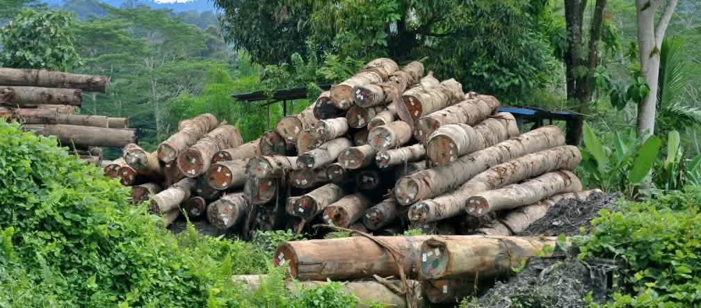 Illegally logged timber