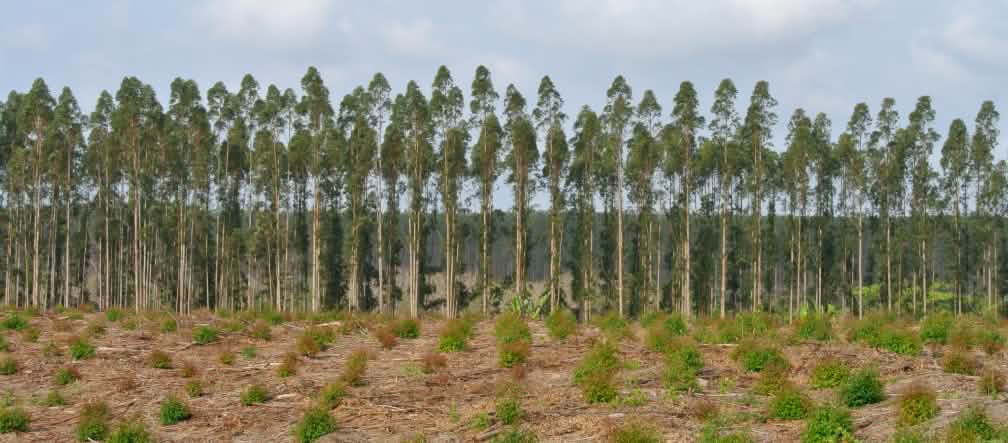 Tree plantation in South Africa