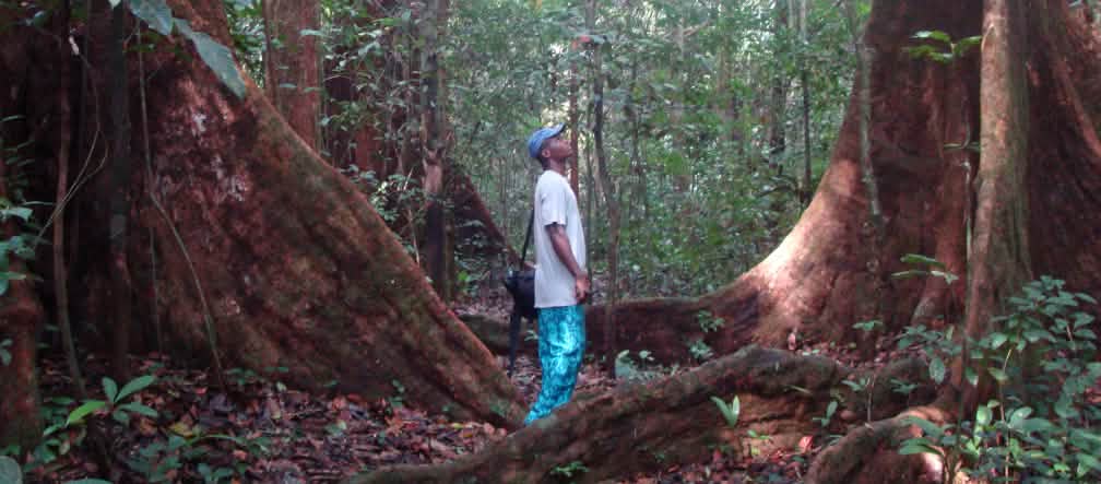 Cameroon is one of the few countries in the world that are home to gorillas Man between big trees in Cameroon