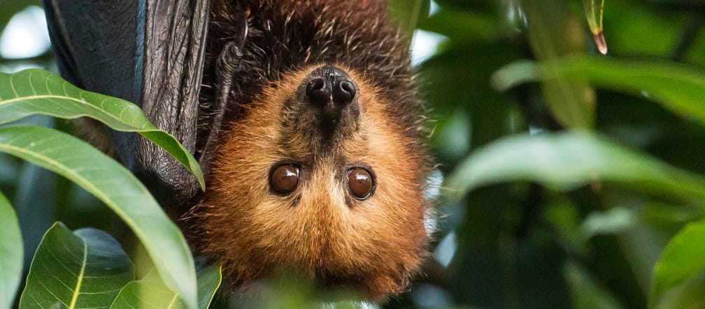 Flying foxes eat fruit, and Mauritian orchard owners want them dead. Flying fox on Mauritius