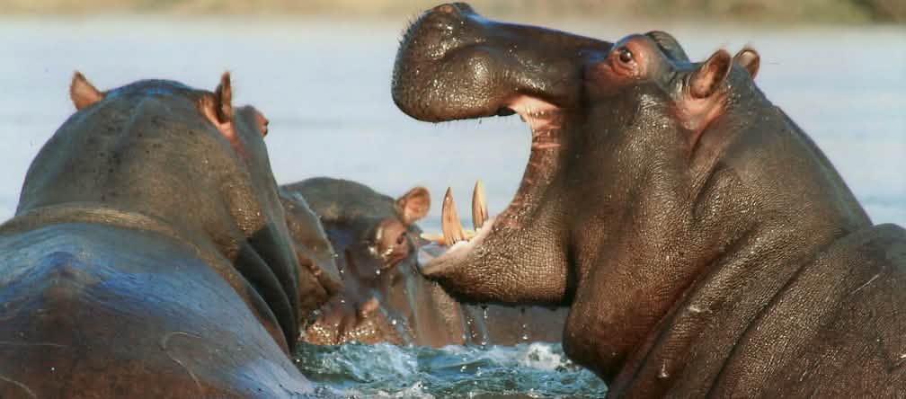 Less than 130,000 hippos are estimated to remain in the wild. Hippos