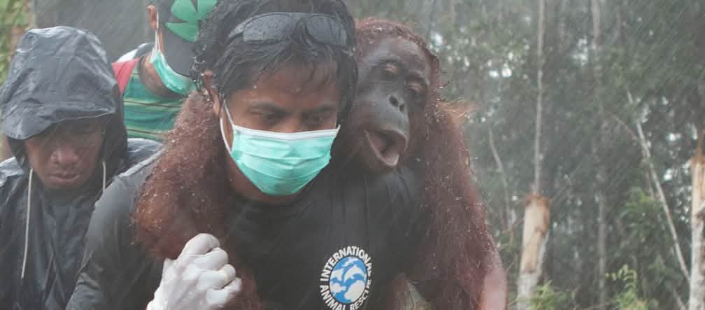 Rescue of an orangutan by IAR activists