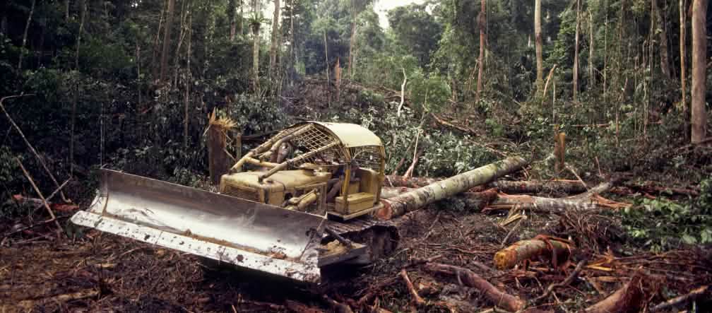 Deforestation Bulldozer in forest