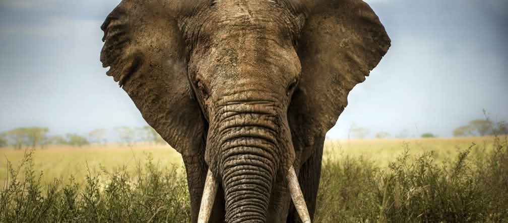 This is what's at stake. An African elephant