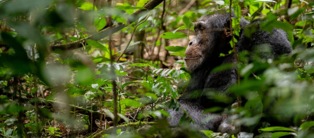 West Africa's chimpanzees are on the brink of extinction. Chimpanzee in Bossou, Guinea