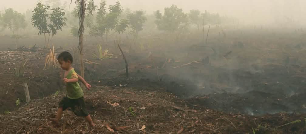 Rice plantations on peatland are doomed to failure. Child walking over smoldering peat in Katingan on Borneo