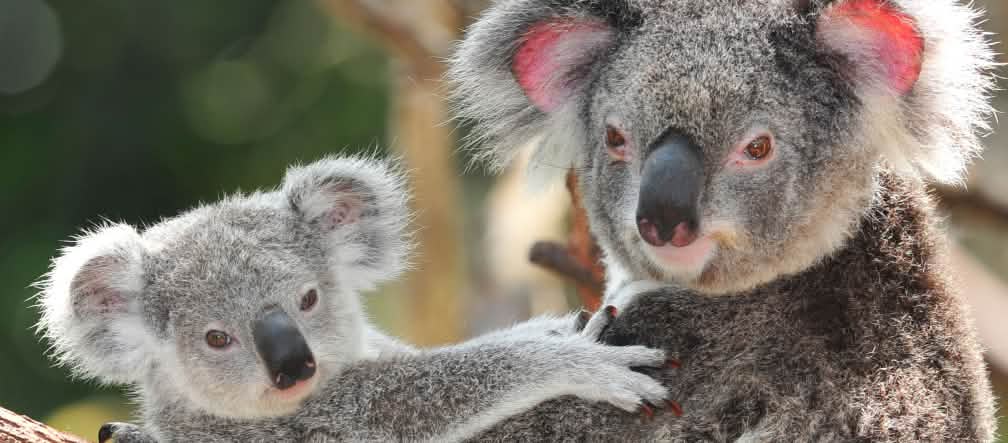 Koalas need diverse forests with a variety of eucalyptus species