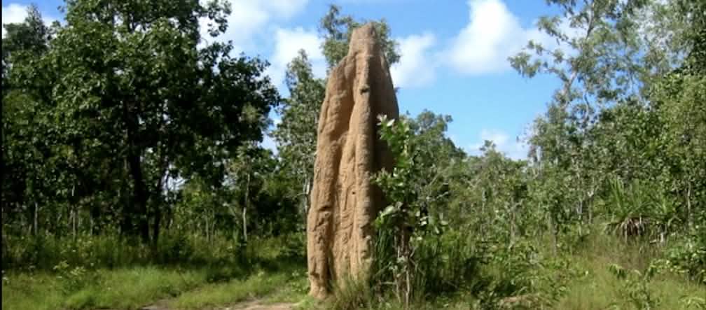 Termite mound in Wasur National Park Termite mound