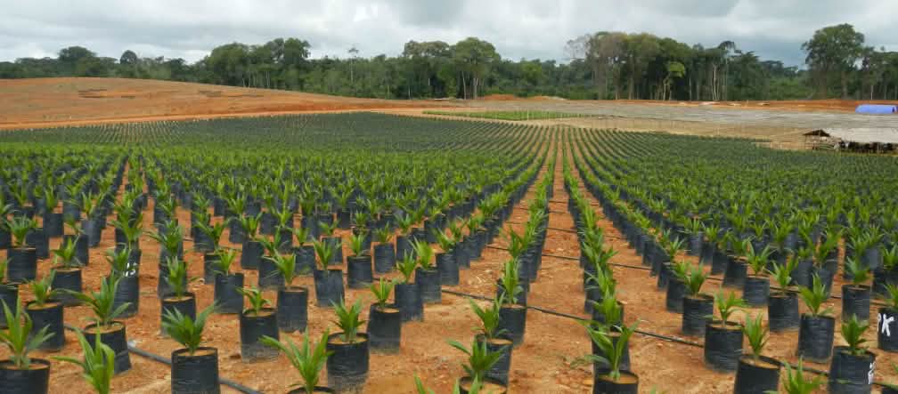 An oil palm plantation on former rainforest land