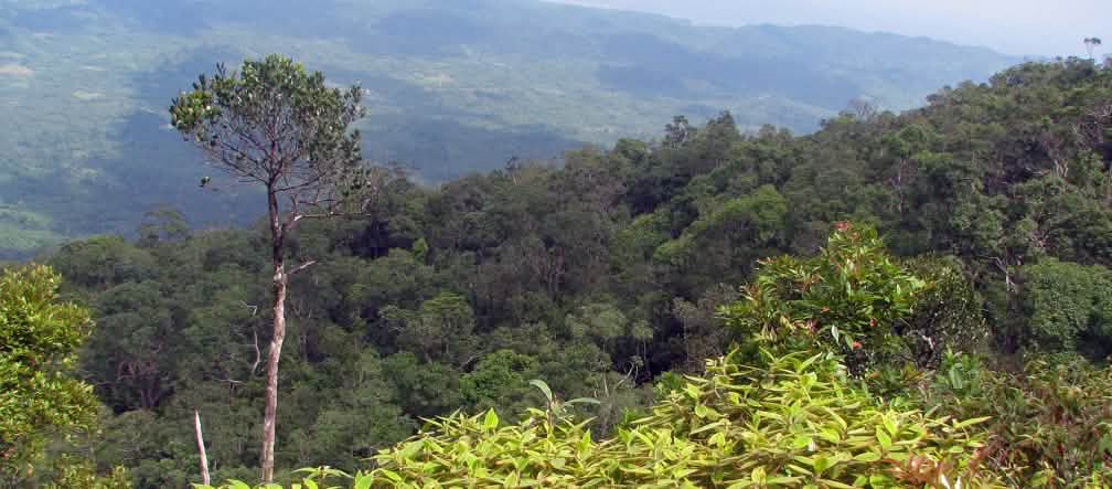 The vegetation of Mt. Bulanjao consists of a unique type of forest growing on ultramafic/heavy-metal rich soils. The area is home to at least four plant species that are classified as vulnerable, two of them are included in the IUCN Red List Mountain landscape with dense forest