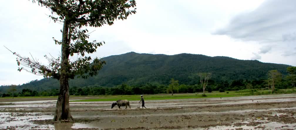 A total of six major rivers from Mt. Bulanjao supply water to local communities. Mining operations are now threatening these precious sources of potable water A farmer works an irrigated area with a cattle, in the background a mountain ridge