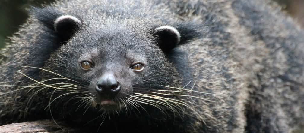 Palawan bearcat (Arctictis binturong whitei). 
This vulnerable endemic subspecies is found on both primary and secondary Palawan lowland forests Black bear-like animal with long whiskers lies on a tree trunk and faces the camera