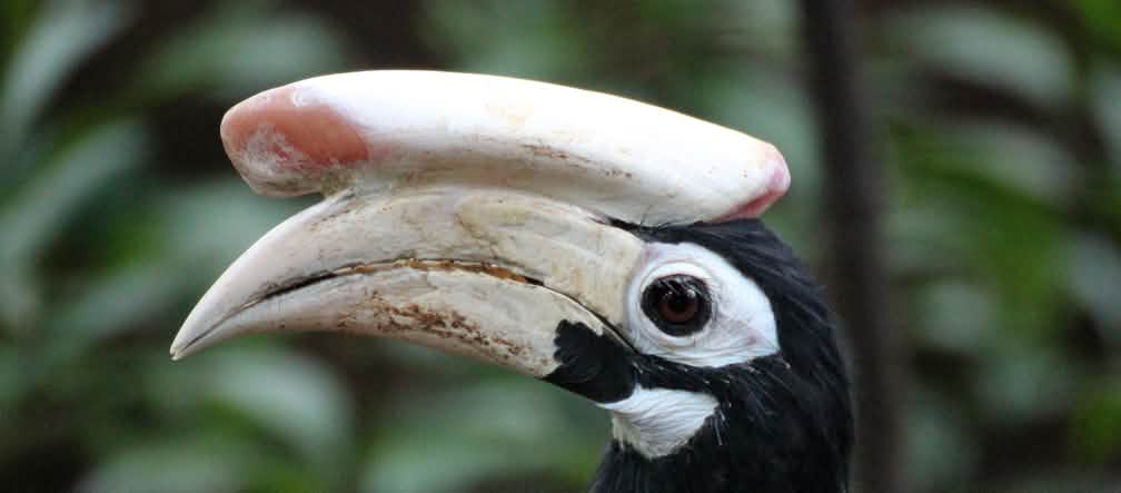 The Palawan hornbill (Anthracoceros marchei) is only found in Palawan. It is threatened by habitat loss, hunting and wildlife trafficking Profile view of a black hornbill. An equally large horn lies on the matt white beak. The eyes are outlined in white