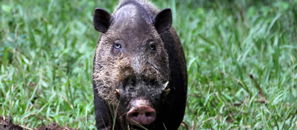 The Palawan bearded pig is currently listed as 'vulnerable'. Its number is decreasing due to loss of forest habitat and overhunting. The species is protected on national and provincial levels under the National Wildlife Act of the Philippines Frontal view of a black pig