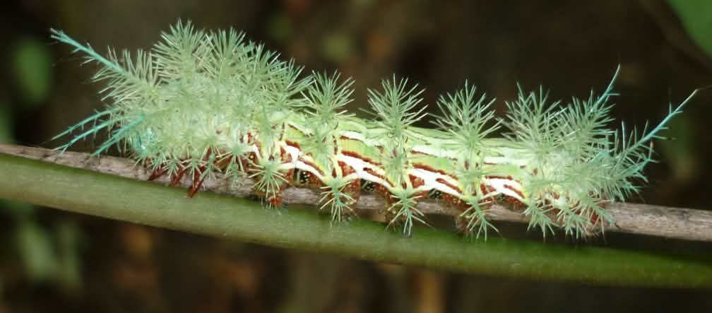 Caterpillar of the Automeris sp. moth Caterpillar of the Automeris sp. moth