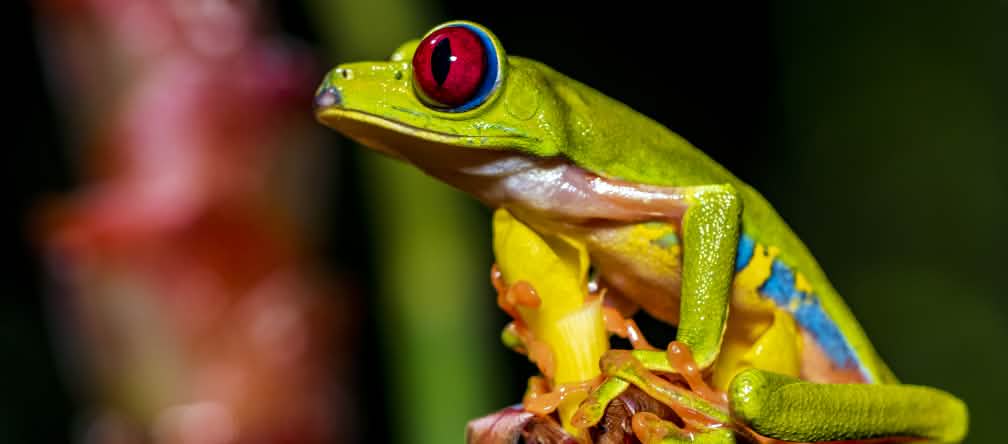 The rainforests in the copper mine area are the habitat of the red-eyed tree frog A colorful red-eyed tree frog sitting on a flower