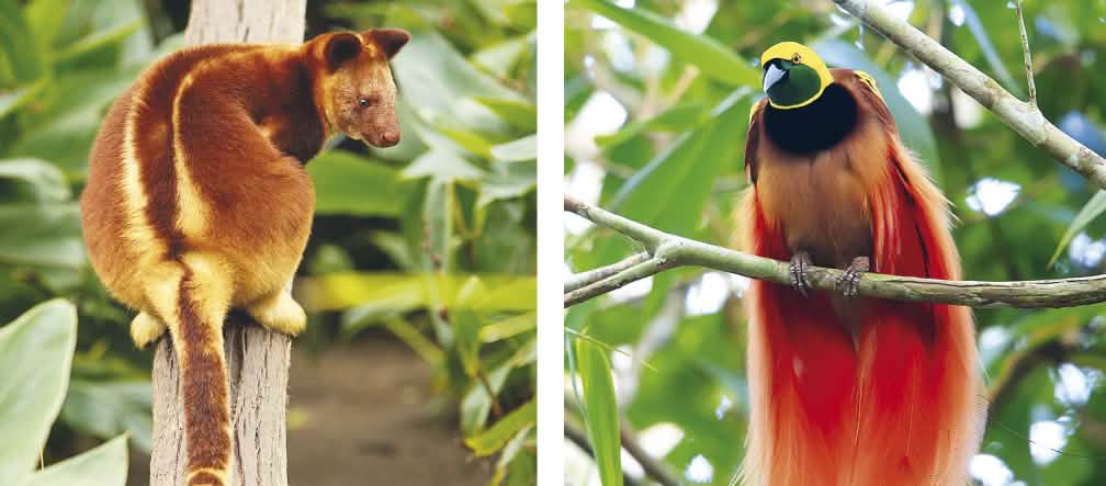 Papua’s remarkable wildlife: tree kangaroo and bird of paradise Collage: biodiversity in Papua