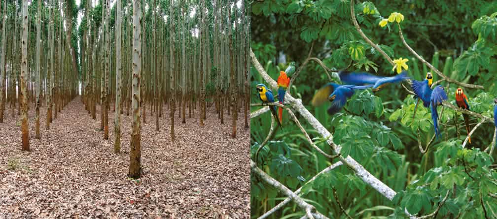 An inhospitable space for humans and animals: wood plantations are green deserts (photo: A. Hofer / I. Gonçalves de Souza)