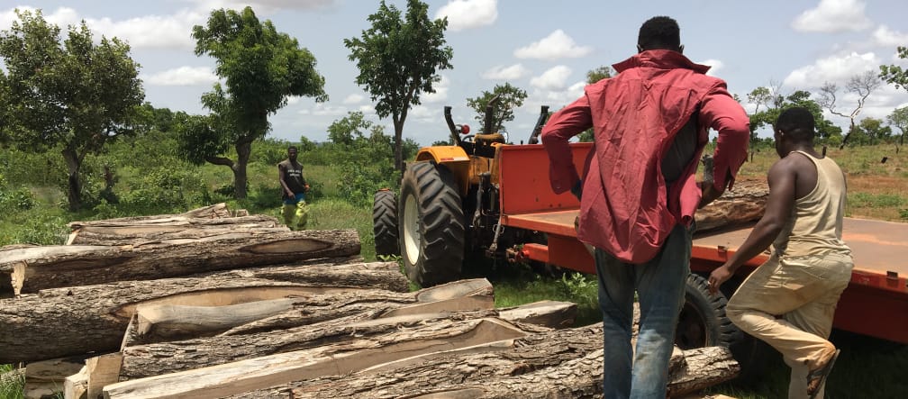 Illegally felled rosewood in Ghana Rosewood logs in Ghana