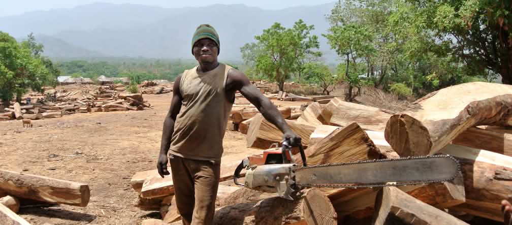Rosewood logs in Nigeria Logger with chainsaw and rosewood logs in Nigeria