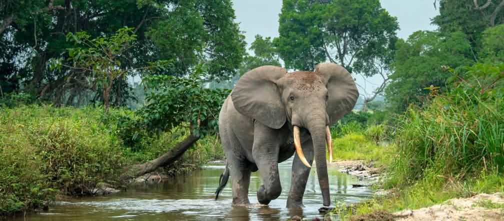 The rainforests of the Congo Basin are home to forest elephants, bonobos and gorillas Forest elephant in Africa