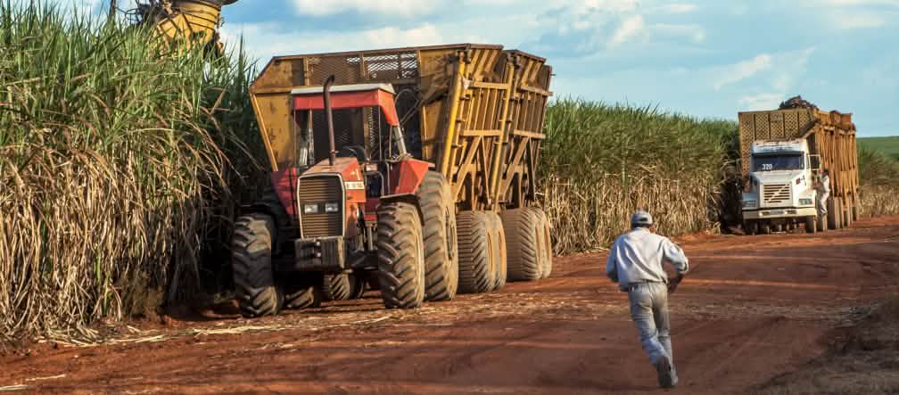 Sugar cane harvesting in Brazil, Mato Grosso Sugar cane harvesting in Brazil (Mato Grosso, Brazil)