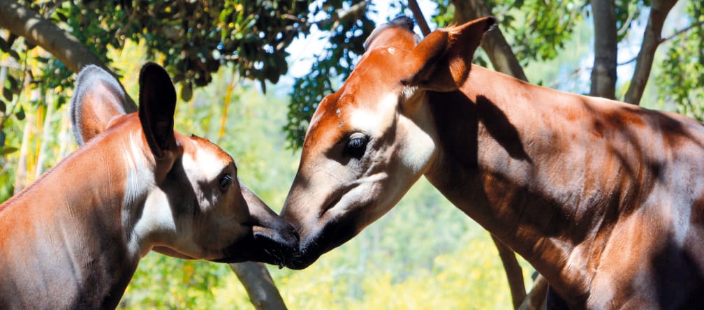 The okapi (Okapia johnstoni) resembles a small giraffe with a short neck and stripes like a zebra Okapis