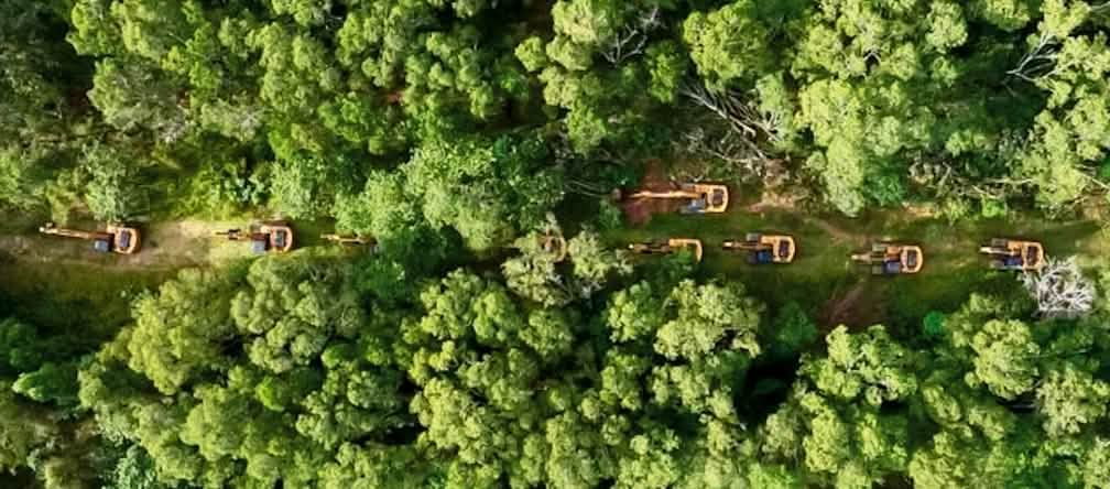 The Jhonlin Group is bringing 2000 excavators to Merauke Drone photo of a long row of excavators in the rainforest