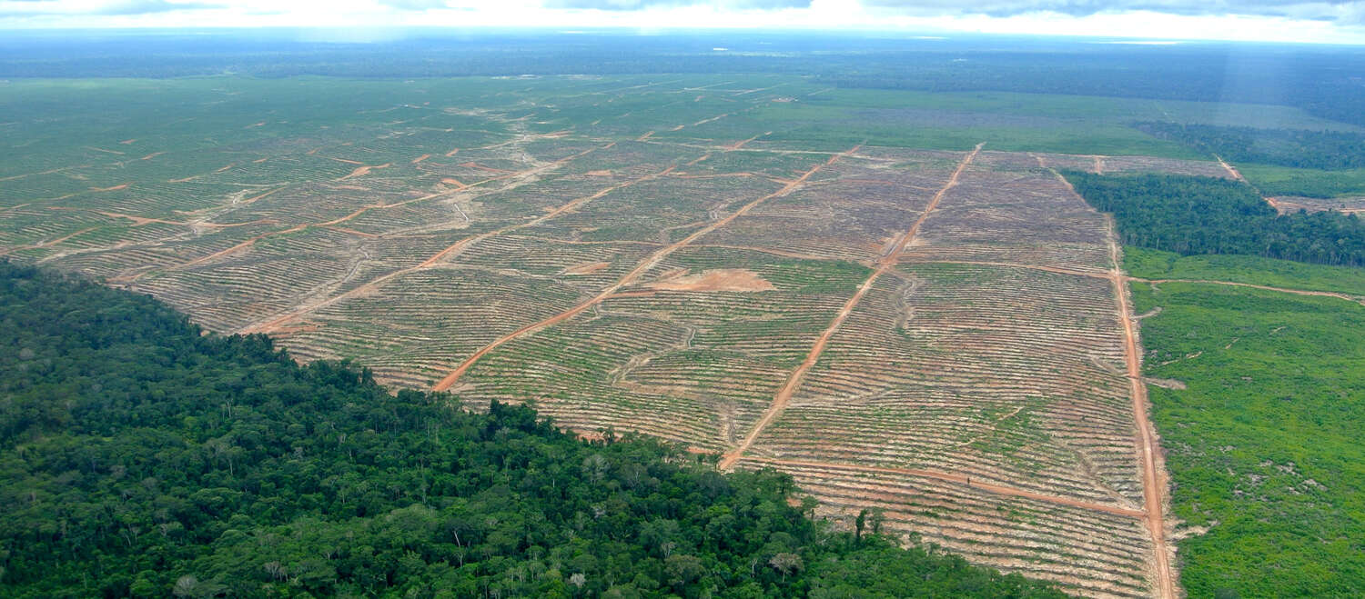 Saving the world: 2023 sees  deforestation down 40% so far