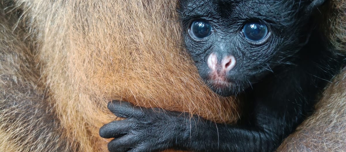 A baby white-bellied spider monkey peers out of its mother’s fur