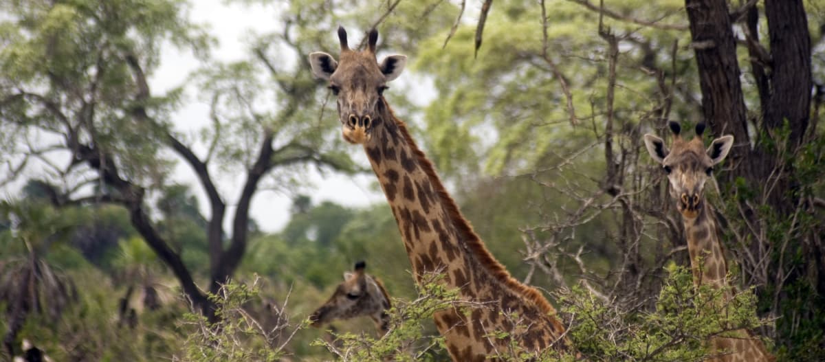 Maasai giraffes, Selous Game Reserve, Tanzania
