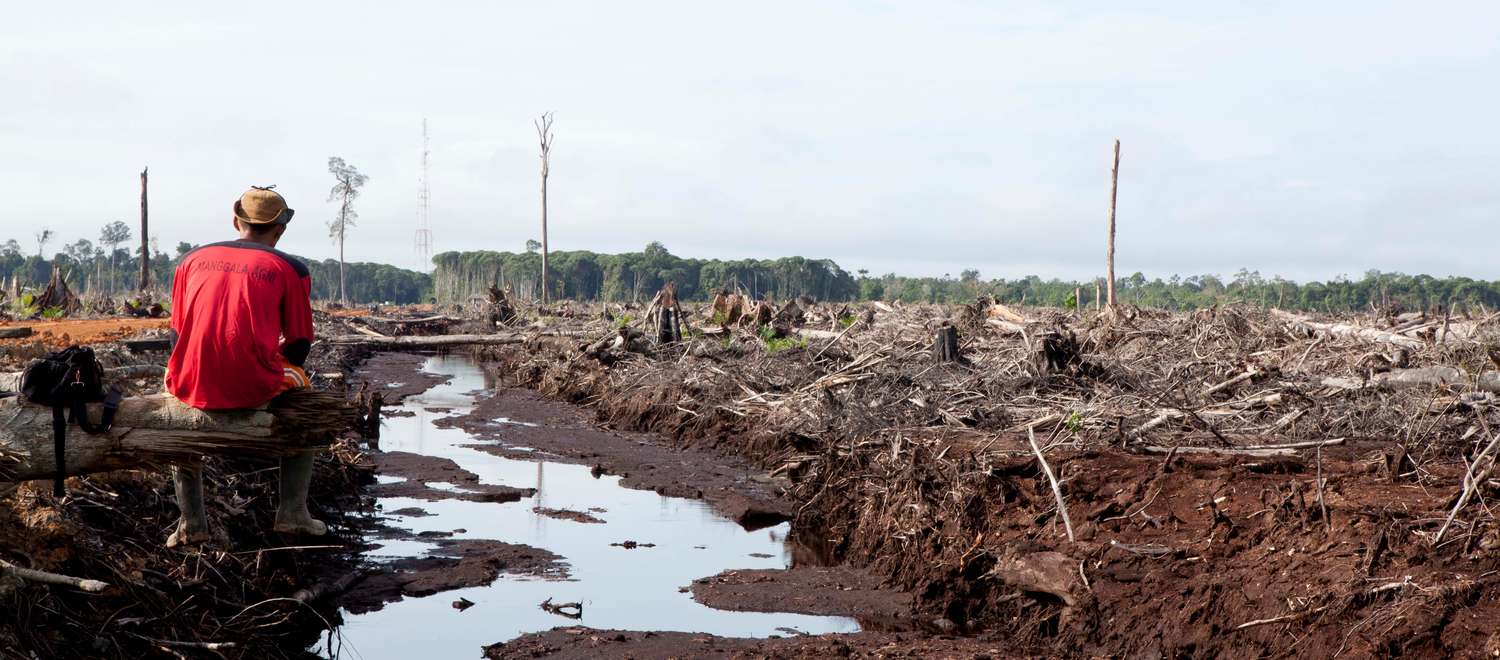 Deforestation in Myanmar: Causes, Consequences, and Solutions