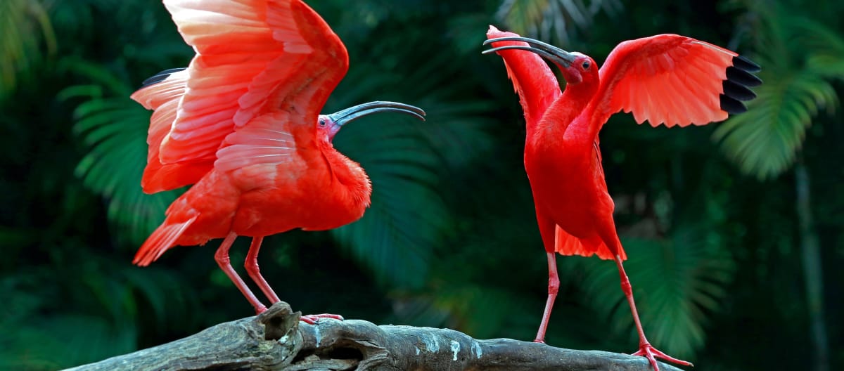 Two scarlet ibises on a branch