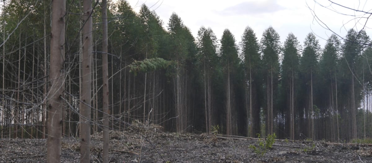 Eucalyptus plantation, clear cutting in foreground