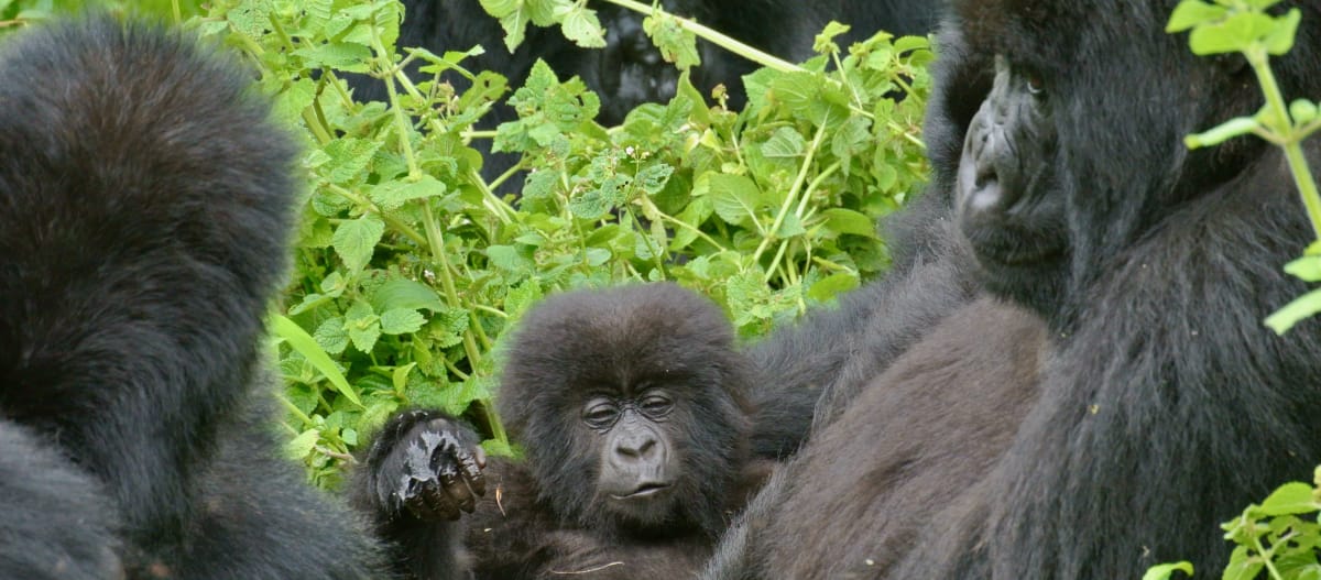 Gorillas in Virunga National Park