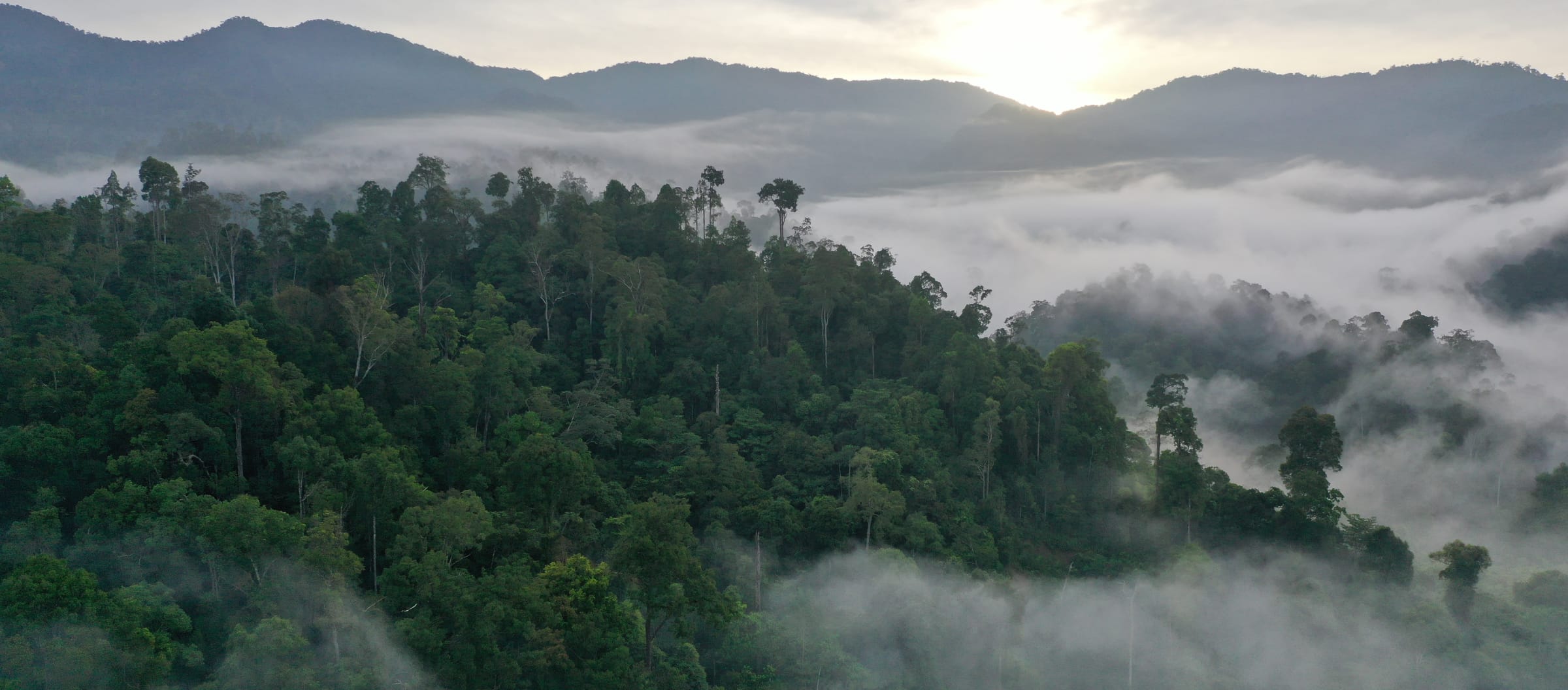 Leuser: a place for orangutans, tigers, rhinos and elephants