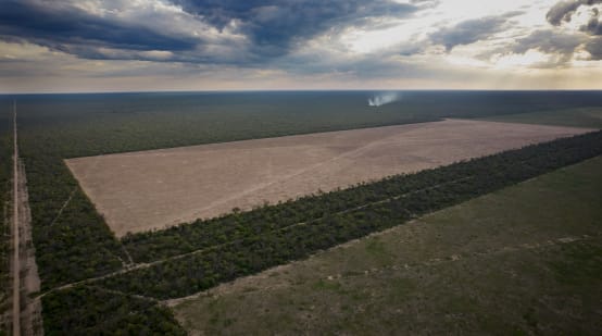 Aerial view of two large rectangular deforested areas and access roads cut into the forest