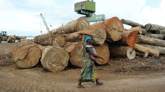 Logs in the harbor of Kinshasa