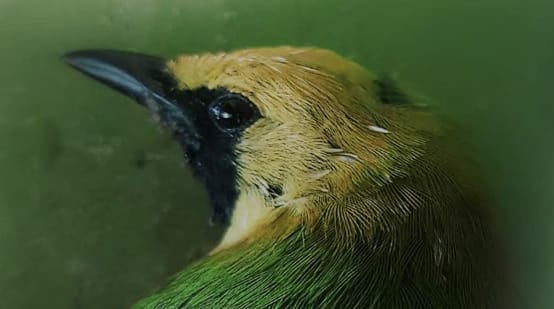 Head of a green bird with a yellow crown