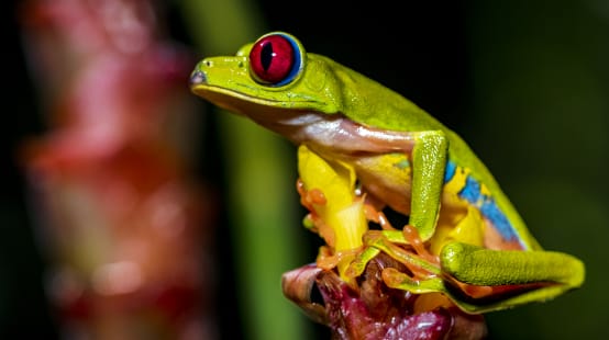 A colorful red-eyed tree frog sitting on a flower