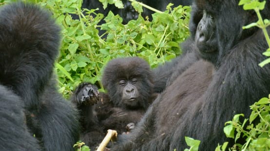 Gorillas in Virunga National Park