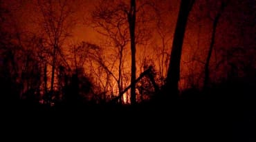 The charred remains of trees stand out against the night sky lit red by fires