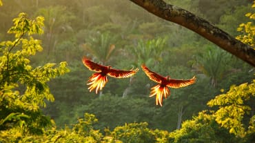 Two red macaws flying over the rainforest, wings spread