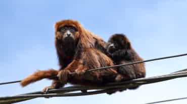 Southern brown howler monkey mother and juvenile sitting on a power line