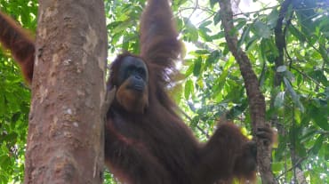 A Sumatran orangutan in a tree